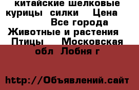 китайские шелковые курицы (силки) › Цена ­ 2 500 - Все города Животные и растения » Птицы   . Московская обл.,Лобня г.